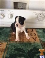 pug puppy posted by Jessica reynolds